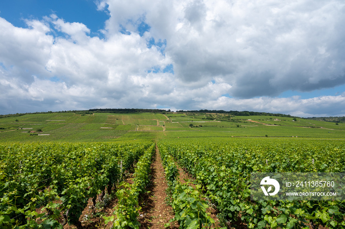 Green grand cru and premier cru vineyards with rows of pinot noir grapes plants in Cote de nuits, making of famous red Burgundy wine in Burgundy region of eastern France.