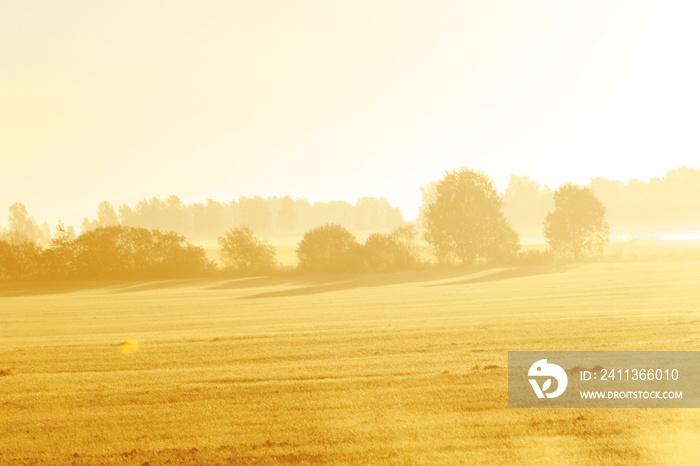 Bright landscape with meadows in the foreground and trees at sunrise