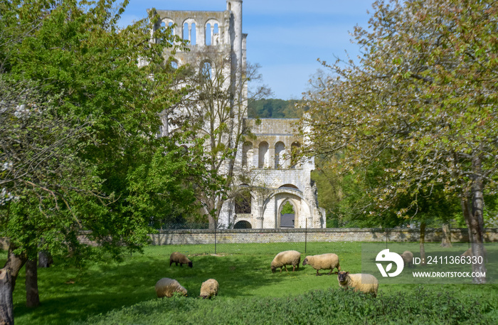 Spring in the air, seasonal blossom of fruit apple and cherry trees in orchard with ruins of old French abbey on back