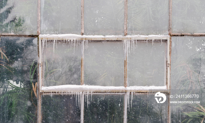 Glasshouse’s inside wall in the winter