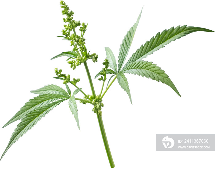 cannabis, hemp plant cut out on transparent background.