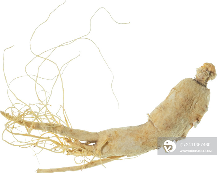 ginseng cut out on transparent background.