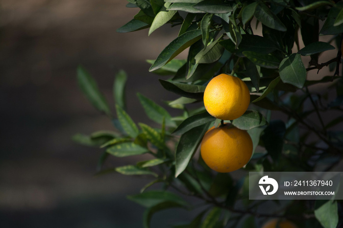 Árbol de naranjas en la cosecha de otoño e invierno.