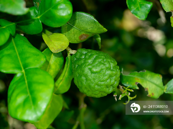 Green Kaffir lime fruit or limau purut in the garden