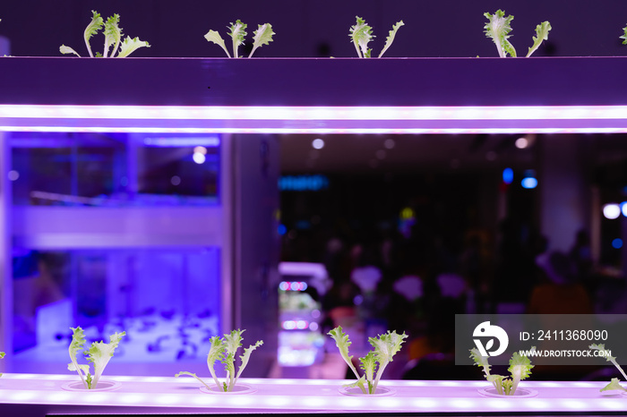 Organic hydroponic vegetable grow with LED Light Indoor farm, Agriculture Technology.