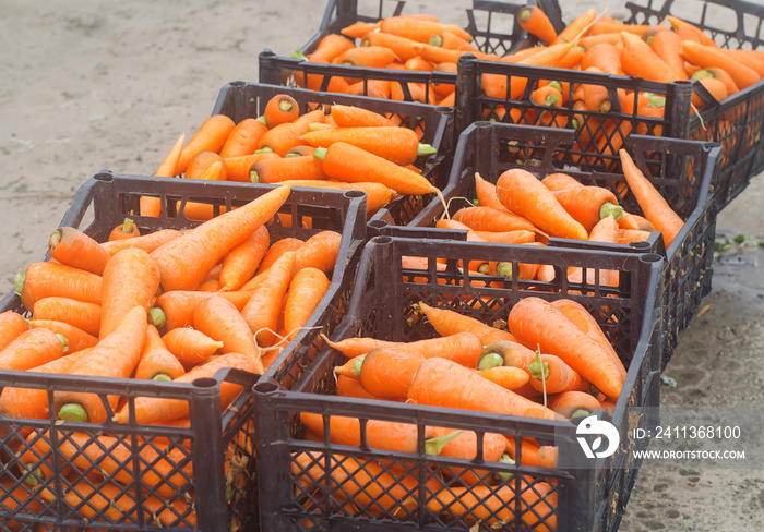 Freshly harvested carrots in boxes. Eco friendly vegetables ready for sale. Summer harvest. Agriculture. Farming. Agro-industry. Organic, bio carrot. Harvesting. Ukraine Kherson region.