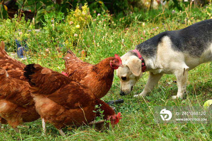 Domestic animals chicken dog and cat eating together  as best friend