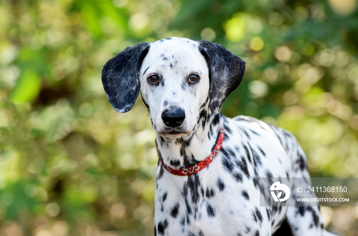 Dog Dalmatian Beautiful Pets Nature Outdoor Closeup