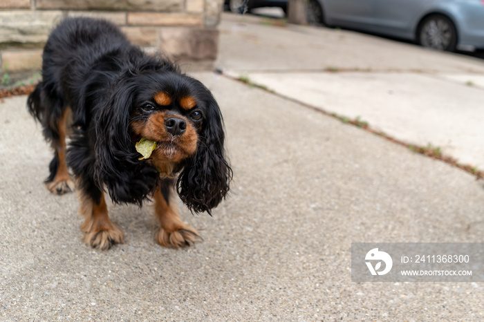 Closeup of a cute, silly dog eating a leaf off the ground while out for a walk in the city. Cavalier King Charles Spaniel, black and tan colored.