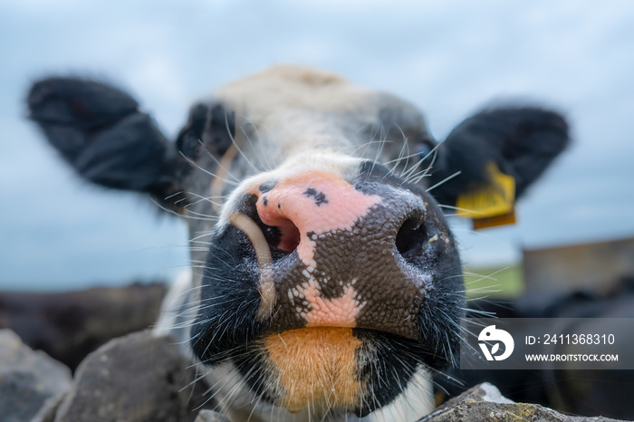 funny and cute close up of cows face and nose