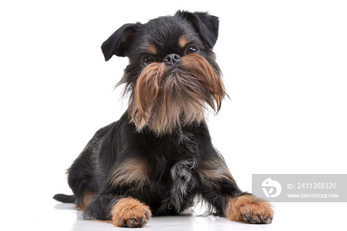 Studio shot of an adorable Griffon Bruxellois