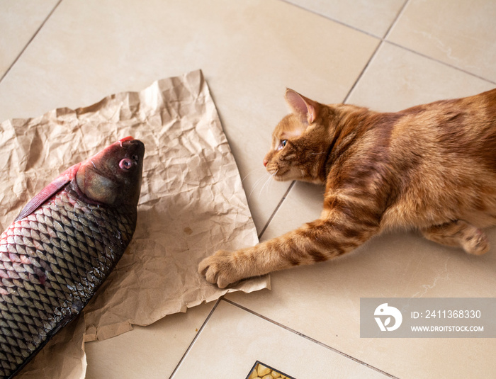 red cat and big fish lying on the floor