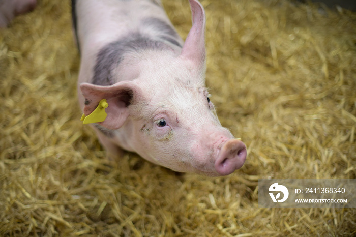 view of a pig in a box at the agricultural show