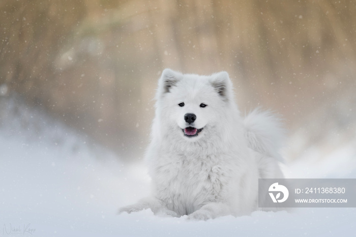 white samoyed dog in snow