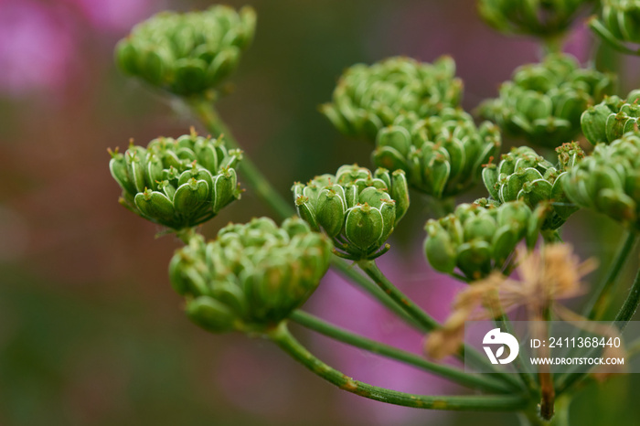 Wiesen-Bärenklau (Heracleum sphondylium)