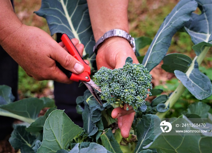 The farmer harvesting the green broccoli in the garden, Winter GA USA.