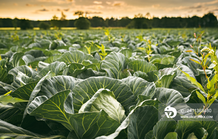 Cabbage field in a sunset light. Agriculture field in rural area.