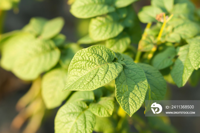 potato Leaves