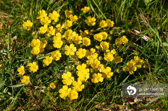 Kriechendes Fingerkraut (Potentilla reptans)