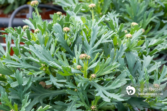 Argyranthemum frutescens, aka Paris daisy, marguerite, or marguerite daisy plants