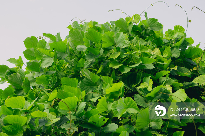 thickets of kudzu