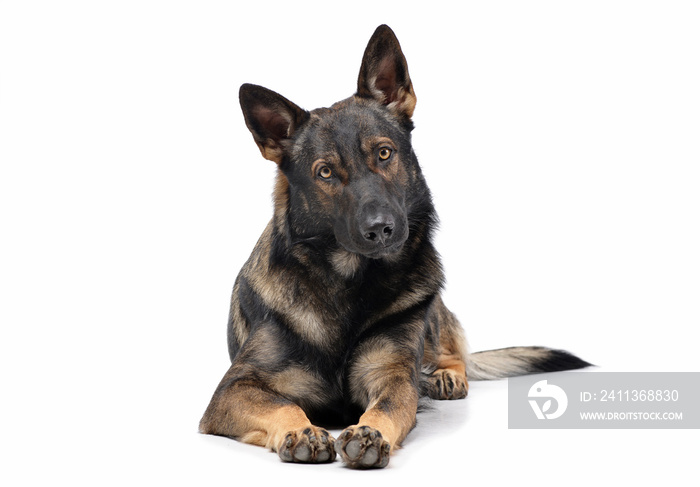 Studio shot of an adorable German Shepherd dog looking curiously at the camera