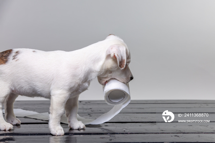 cute jack russel puppy playing with toilet paper