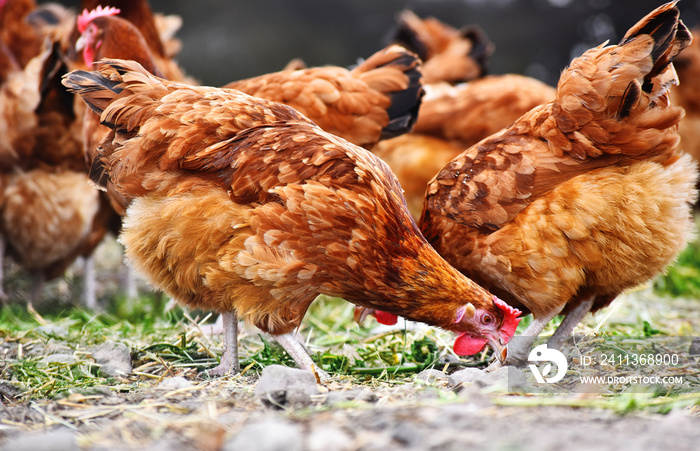 Chickens on traditional free range poultry farm