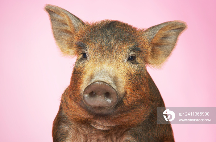 Brown Pig Against Pink Background