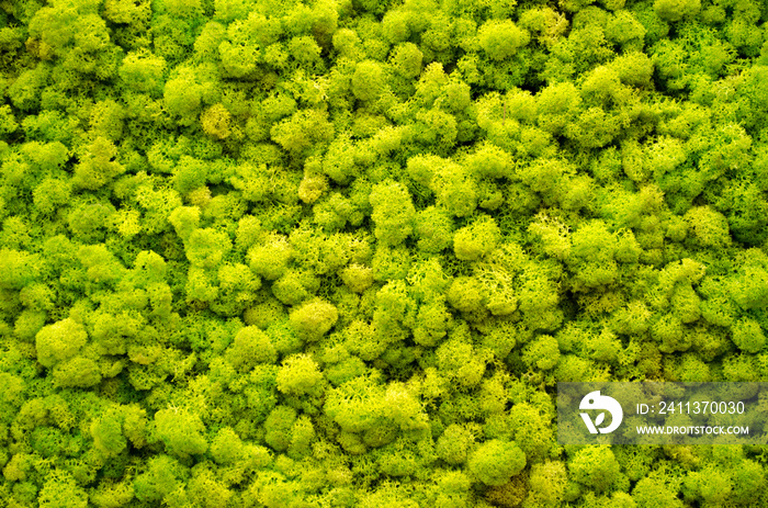 Reindeer moss wall, a green wall decoration made of reindeer lichen Cladonia rangiferina, usable for interior mock ups