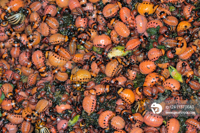 Plenty of larvae and beetles of Colorado potato beetle (Leptinotarsa decemlineata), also known as the Colorado beetle, the ten-striped spearman, the ten-lined potato beetle or the potato bug.