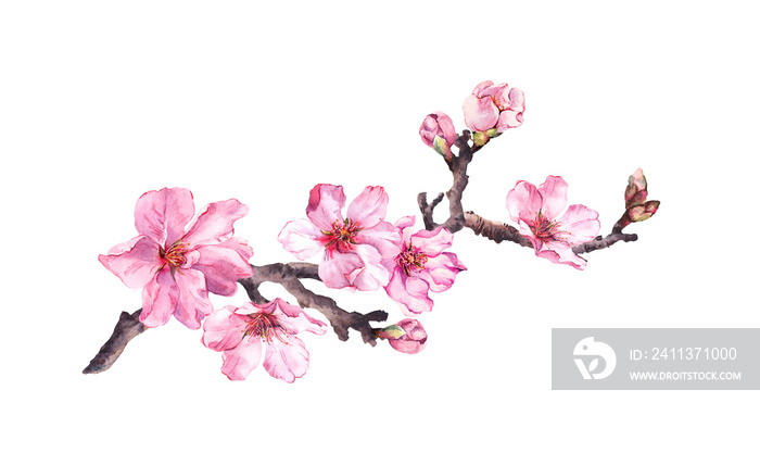 Flowering cherry tree. Pink apple flowers, sakura, almond flowers on blooming branch. Water color