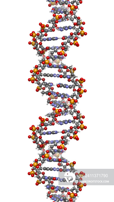 DNA structure, B-DNA form.