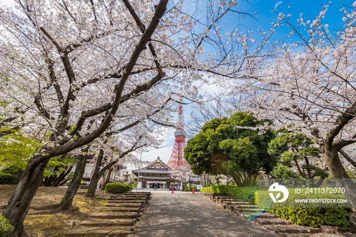 増上寺と桜と東京タワー