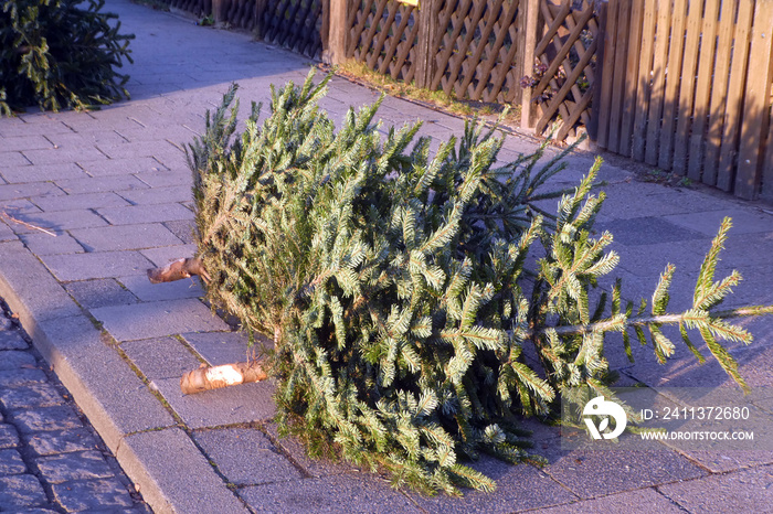 Weihnachtsbaum nach dem FestDeutschland