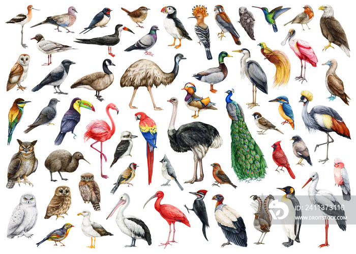 Bird watercolor illustration big set. Hand drawn various birds collection. Birds of the world set. Different avian illustrations. Ostrich, peacock, duck, woodpecker, pelican, eagle, owl element