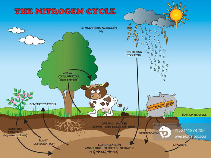 nitrogen cycle