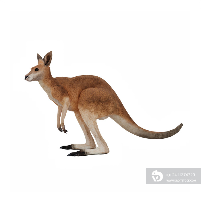 Kangaroo