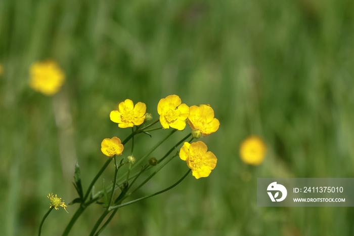 Butterblumen, Hahnenfuß, Ranunculus repens