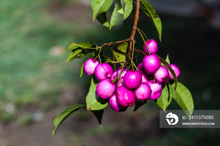 Magenta lilly pilly or magenta cherry is native to Australia