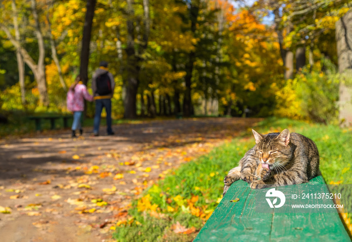 cat on a green bench licking its paw while man with his daughter passing by in blurred background