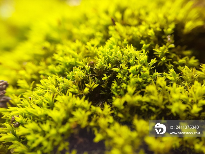 Yellow java moss