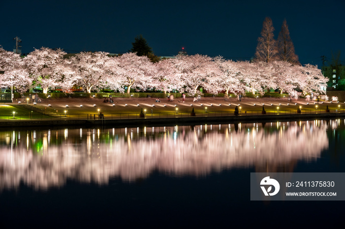 夜桜　富岩運河環水公園