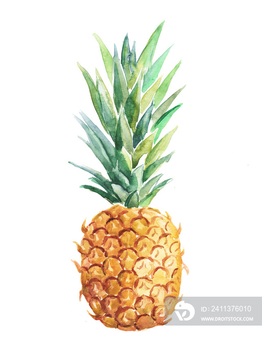 Pineapple, fruit, pineapple illustration, sweet food, dessert, vegetarian food, watercolor illustration