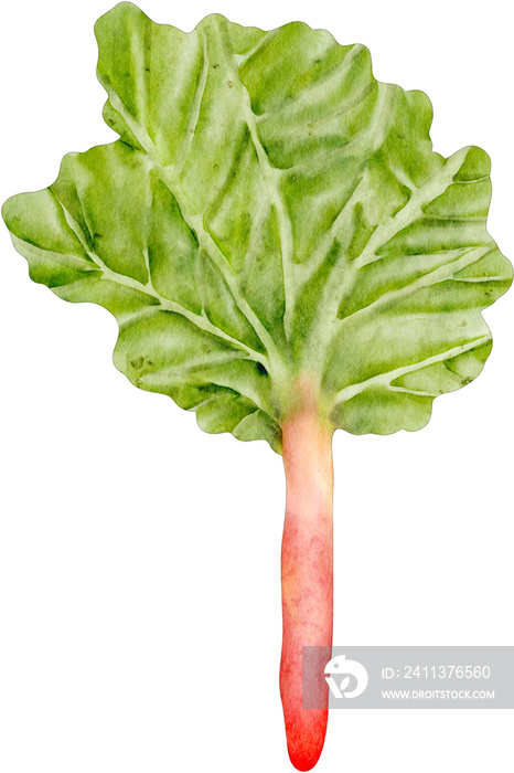 watercolor rhubarb