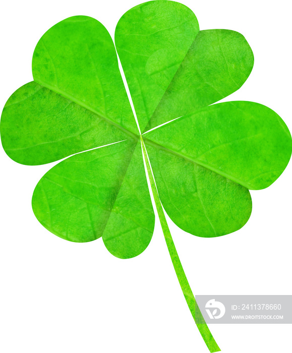 Vertical image of green four leafed clover leaf