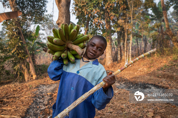 young child works in the fields and has collected a bunch of banana plantains in africa, child labor concept.