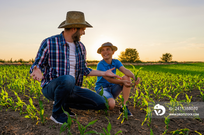 Family farmers are standing in their growing corn field. They are examining crops after successful sowing.