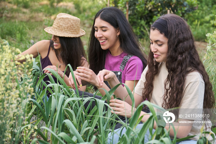 Three young multiracial women tie garlic leaves in a knot in an urban garden.