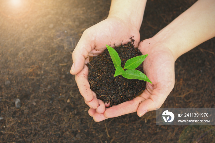 Two hands holding a young green plant, closeup hands environment heal earth day and save the world concept background